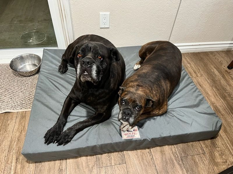 Canella and Havana